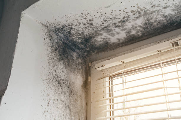 Affordable Mold Cleanup solutions in Jackson, GA